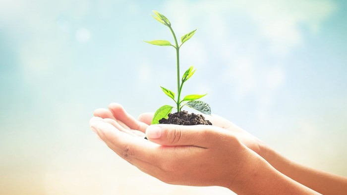 En hånd holder en lille plante med grønne blade og jordklumpe.