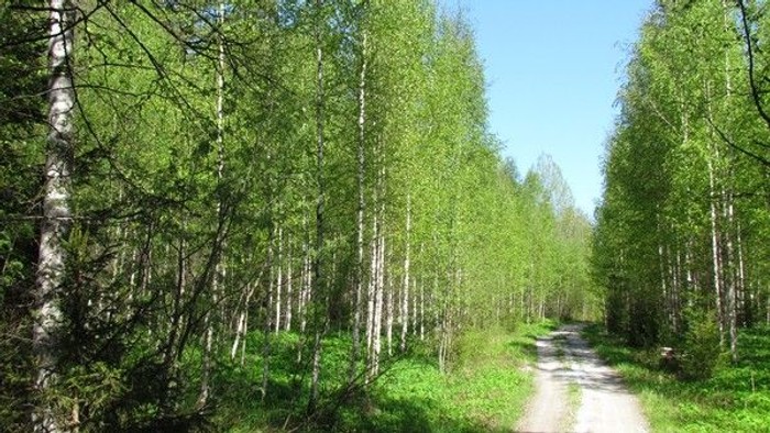 Ein schottriger Weg durch einen grünen Birkenwald