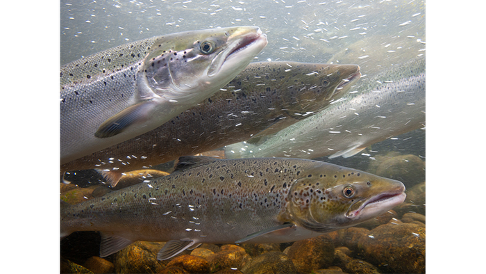 Wanderfische des Rheins