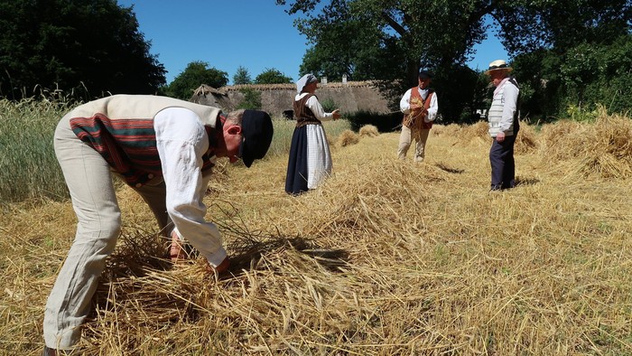 Mennesker, der høster tørre afgrøder på en landlig mark ved hjælp af traditionelle metoder og klædedragt.