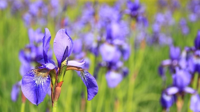 Blå iriser i en blomstereng
