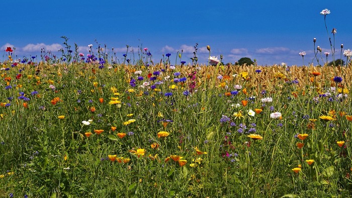En farverig eng med mange blomster under et blødt blå himmel.
