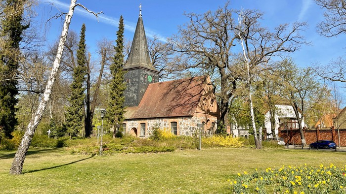 Dorfkirche Alt-Wittenau mit Osterglockenwiese
