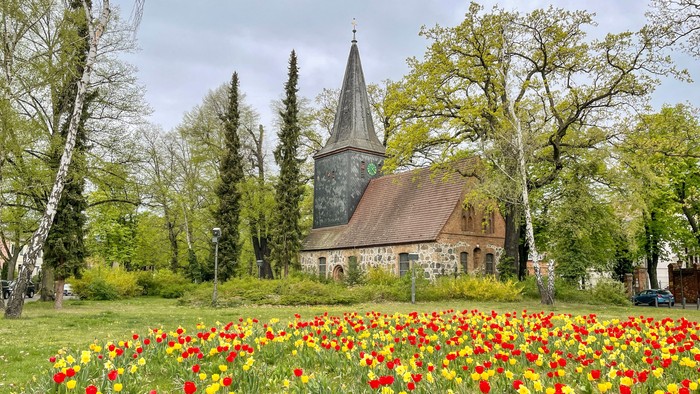 Dorfkirche Alt-Wittenau mit Tulpenwiese