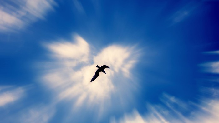 Ein Vogel vor blauem Himmel