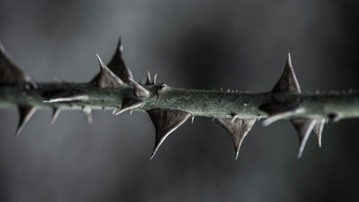 Skarpe torne tæt beklæder en mørk, tekstureret gren mod en sløret baggrund.