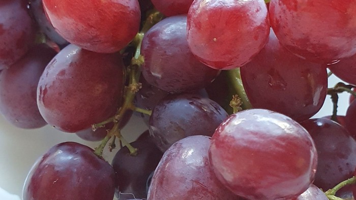 Reife, pralle rote Trauben hängen in glänzend-saftigen Büscheln zusammen.