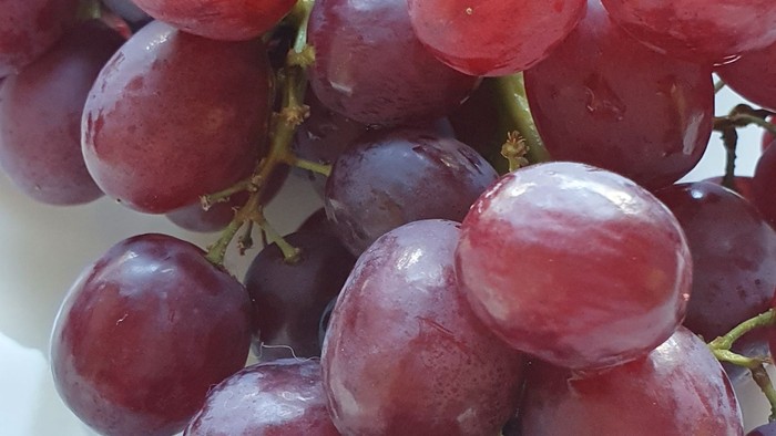 Frische rote und violette Trauben hängen in grünen Stielen zusammen in einer Schale.
