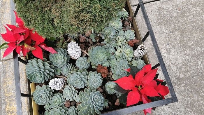 Topf mit Sukkulenten und Weihnachtssterne