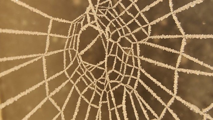 En spinder med iskristaller i et naturoplevelse