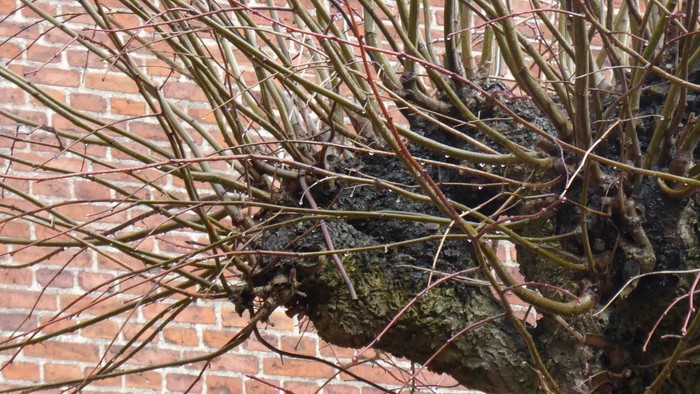 En træstamme med grønne skud foran en mur af røde teglsten.
