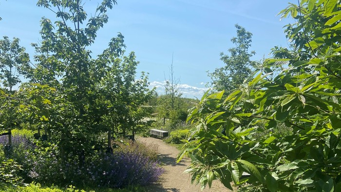 En fredfyldt havegang omkranset af frodig grønne planter og levende lilla blomster under en klar himmel.