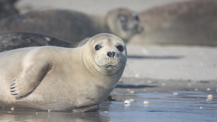 En sælunge svømmer nær andre sæler i vandet.