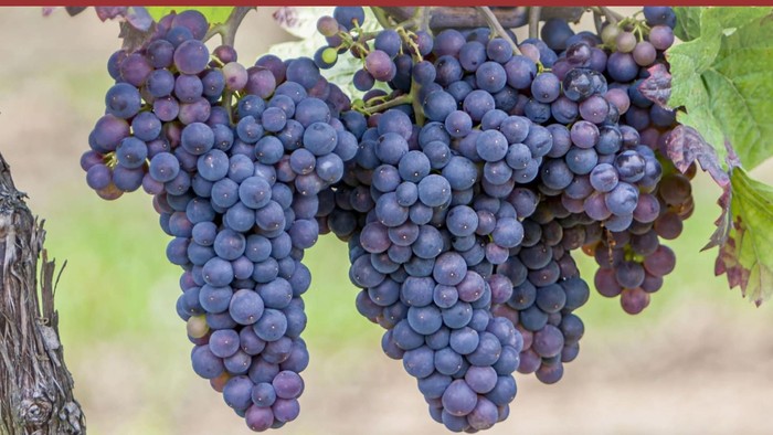 Weinprobe mit Weinjournalisten, Verkostung und Tanz am 15.11.2025 in Berlin