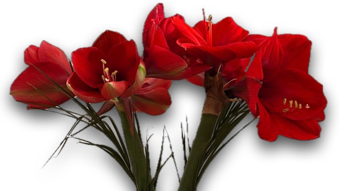 Ein lebendiger Strauß Amaryllis: Rote Blumen mit grünen Stielen und Blättern.
