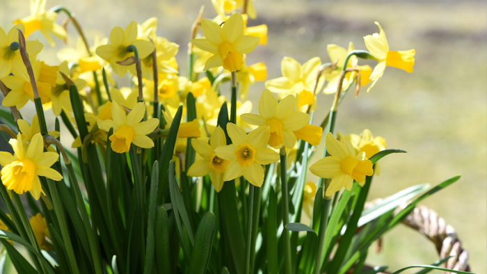 Guldaar med grønne blade i blomstring.