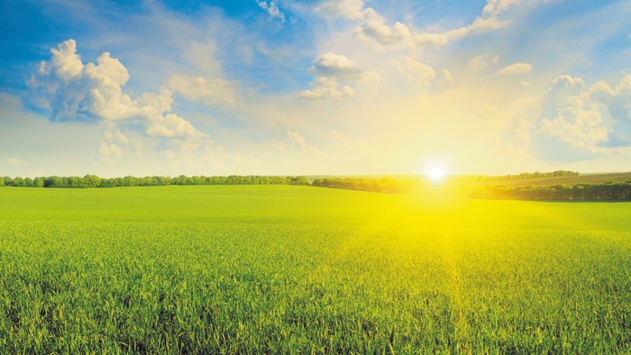 Lebendig grünes Feld unter strahlender Sonne mit verstreuten Wolken an einem klaren, sonnigen Tag.