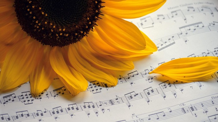 Eine lebendige Sonnenblume ruht auf Notenblättern und verbindet Natur mit Melodie.