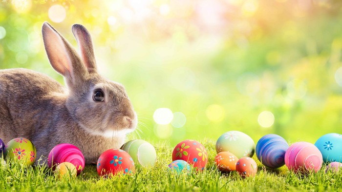 En hvid hare sitter i græs med farverige ejer.