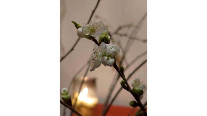 Ein Zweig mit kleinen weißen Blüten und Knospen, mit einem unscharfen Hintergrund einer brennenden Kerze.