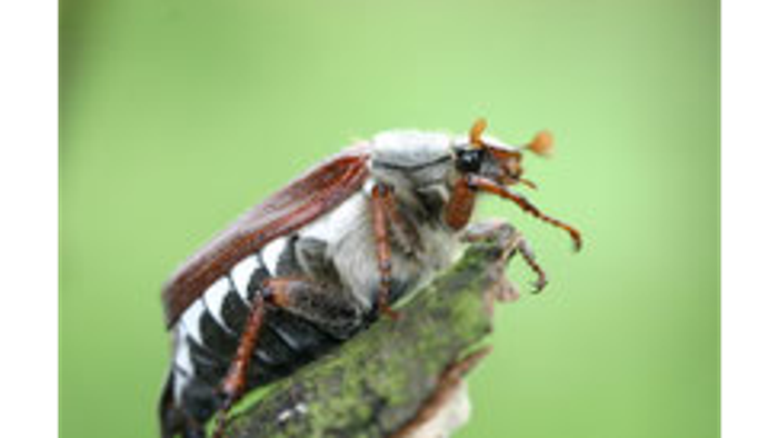 Maikäfer / Foto: Dr. Andreas Müller