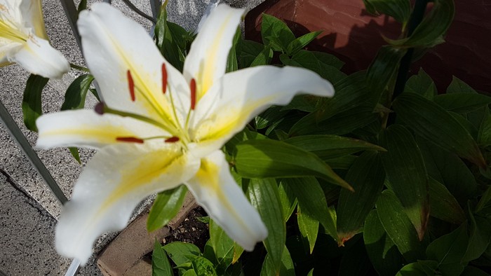 Weiße Lilie mit gelbem Zentrum, umgeben von grünen Blättern.