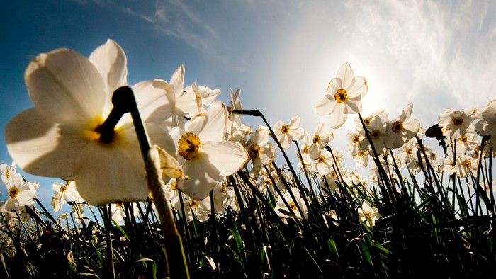 En mark med hvide narcisser under et klart blå himmel.