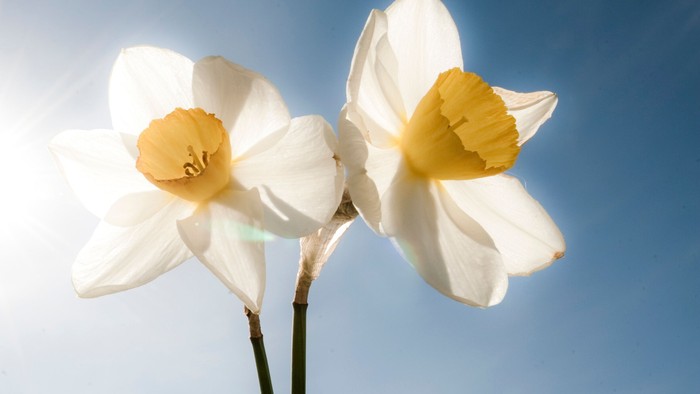 To hvide påskeliljer med gule centre står mod en blå himmel.