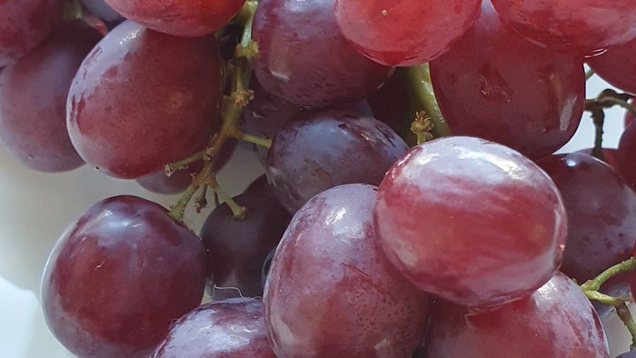 Reife, pralle rote Trauben hängen in glänzend-saftigen Büscheln zusammen.