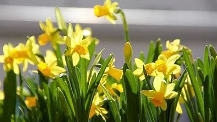 Guldaar med grønne blade foran et murværk