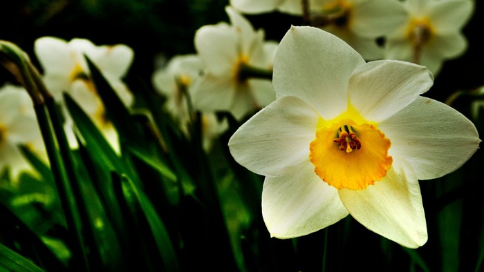 Livlige hvide påskeliljer med klare gule centre blomstrer midt i frodigt grønt løv.