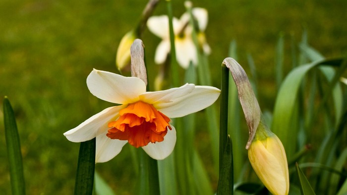 Lyse hvide påskeliljer med iøjnefaldende orange centre blomstrer mellem grønt løv.