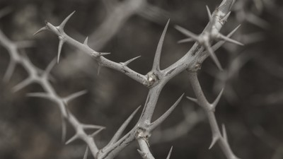 Dorniger Ast mit scharfen, spitzen Stacheln vor einem dunklen, unscharfen Hintergrund.
