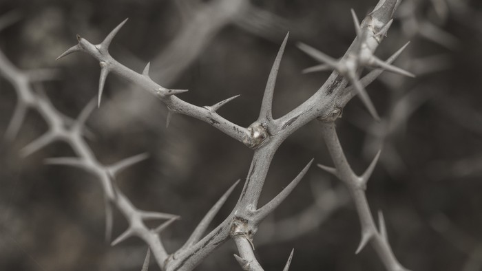 Dorniger Ast mit scharfen, dichten Stacheln vor dunklem Hintergrund.