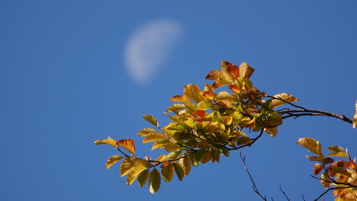 Ein Zweig mit gelben Blättern vor blauem Himmel