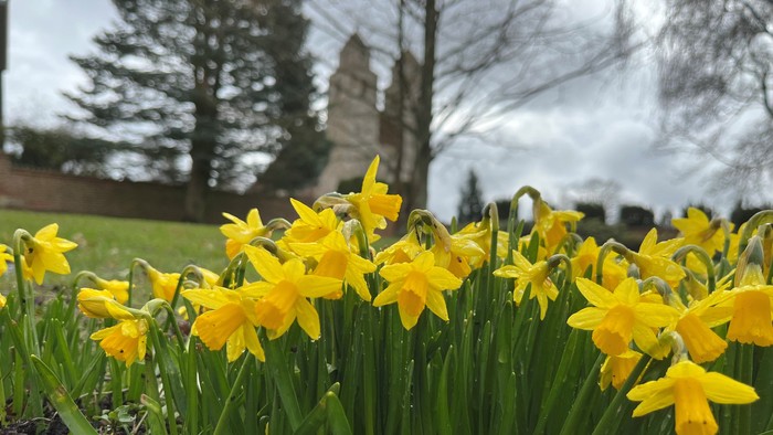 Guldaar i have med grønne blade og træer i baggrunden