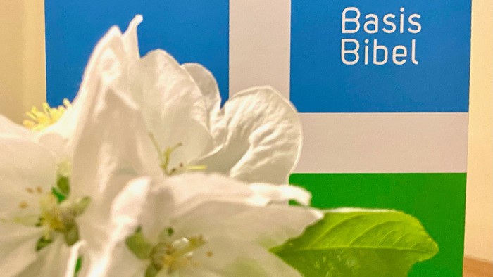 Weiße Blüten vor grünem und blauem Hintergrund