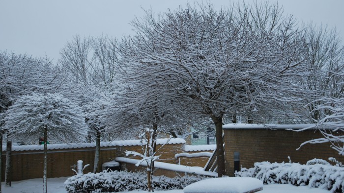 En snefaldende have med træer og en bord.