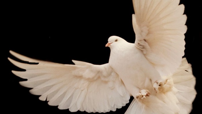 En hvid duve i flyvning.