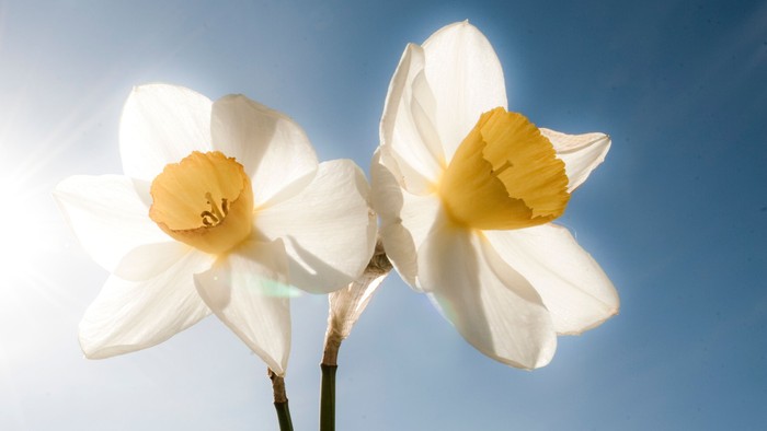 To dafiner med hvide blomster og gule midter.