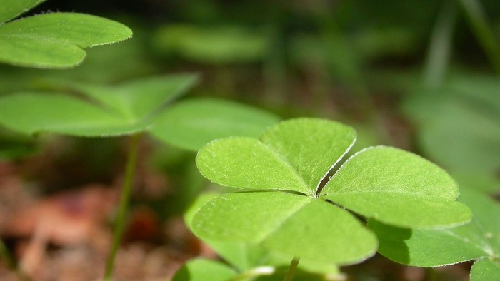 Frische grüne Kleeblätter im Garten