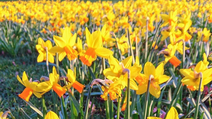 Gule påskeliljer, der blomstrer i en have.