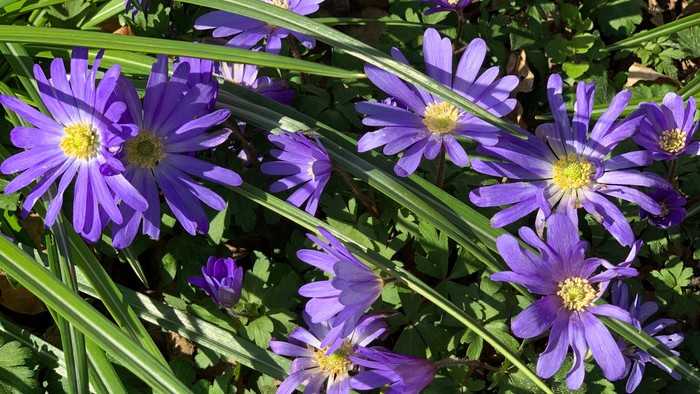 Blå blomster med gule midter på grønne blade