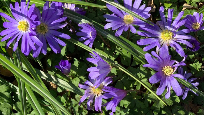 Blå blomster med gule midter på grønne blade