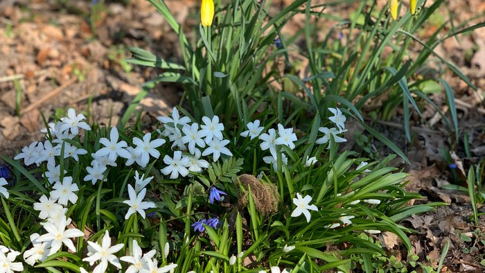 Små hvide og gule blomster i græs.