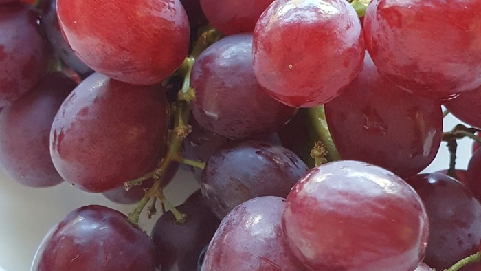 Reife, pralle rote Trauben hängen in Büscheln an den Stielen.