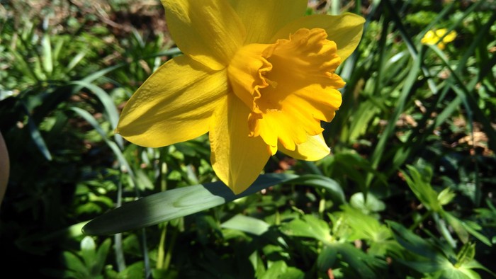 En lysgul narcisstjern blomstrer i grønne buske.
