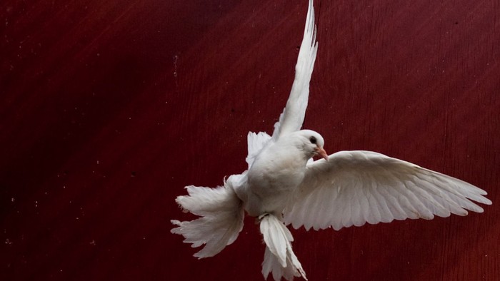 En hvid duve flyver over en mørk rød baggrund
