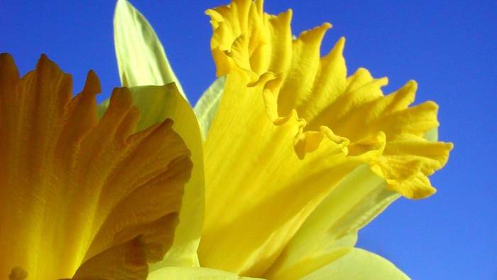 Guldafoder med blå himmel i baggrunden