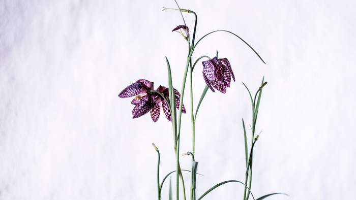 Elegante lilla og hvide mønstrede orkidéblomster med slanke grønne stængler på en ensfarvet baggrund.
